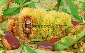 Chestnuts inside husk