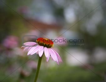 echinacea flower