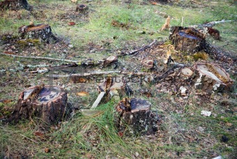 Tree stumps