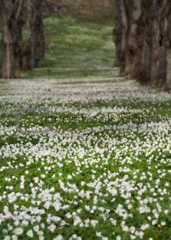 Field with Anemone Nemorosa