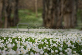 Meadow covered in wood anemone