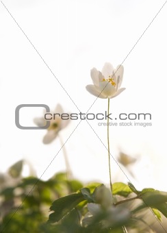 Wood anemone in spring