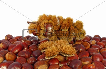 Chestnuts inside husk