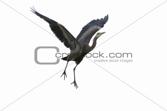 Great blue heron