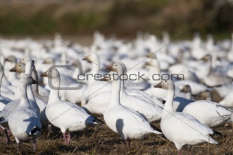 Snow geese