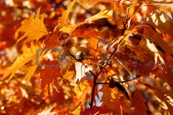 Autumn oak and leaves