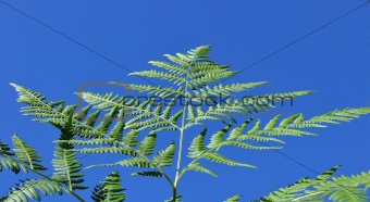 single fresh green fern leaf