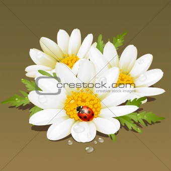 Vector Camomile floral ornament. Flowers fresh background.
