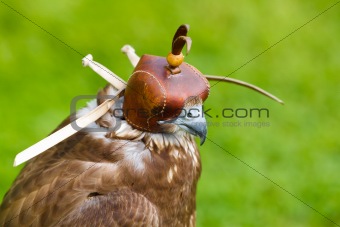 Portrait of Falcon with a Cap 