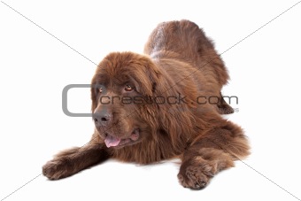Brown Newfoundland dog isolated on white