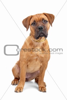 mixed breed Dogue de Bordeaux puppy isolated on white
