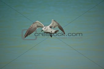Juvenile Laughing Gull in Flight