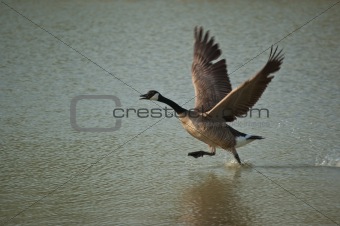 Canada Goose Running Across the Surface of a Pond