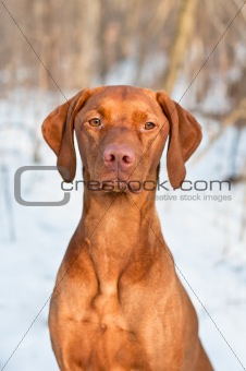 Vizsla Dog Portrait in winter.