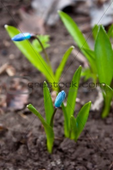 Squill (Scilla) flowers