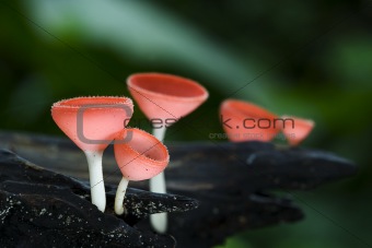 colorful of champagne mushrooms