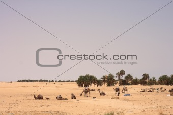 sahara with camels