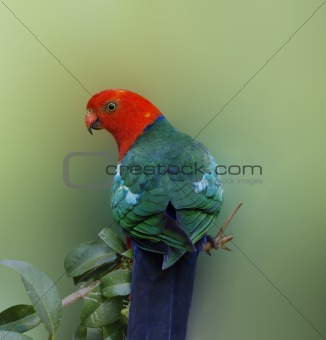 Australian wildlife bird king parrot Alisterus scapularis 