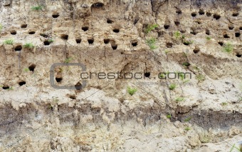 Holes dug by swallows in river bank
