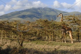 Giraffe in acacias. 