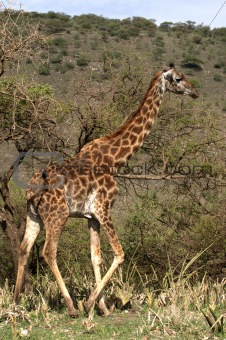 Giraffe walk in trees of acacias.