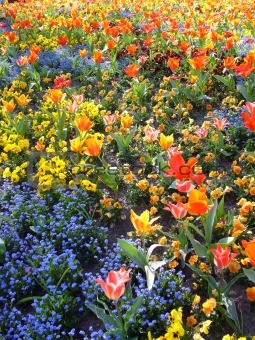 A Field Of Lovely Flowers