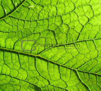 Underside Of A Green Leaf 4