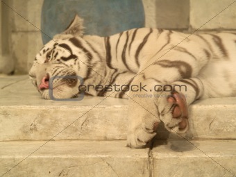sleeping White tiger