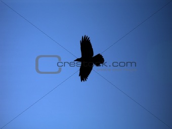 Black bird soaring against blue sky