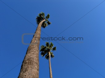 Palm trees in a row