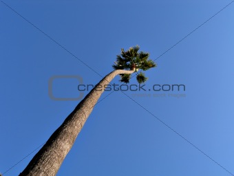 Lone Palm against blue Sky