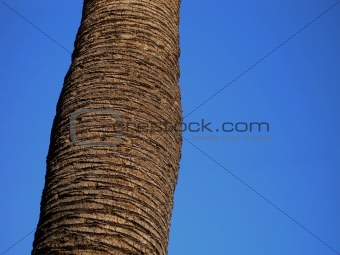 Palm tree trunk against clear blue sky