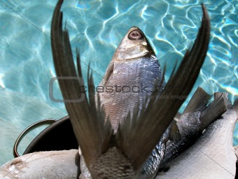 Fishes on pan against water background