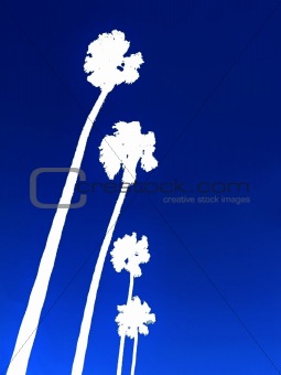 Silhouette of Palm trees in a row