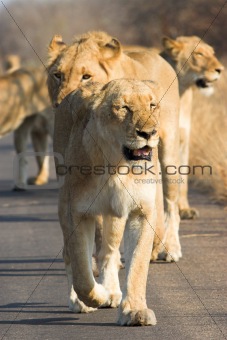 Lion pack