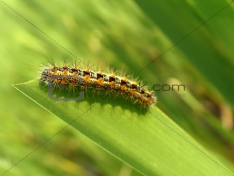 Orange caterpillar eating on blade of grass