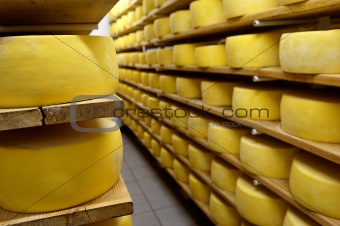 Cheese drying in shelf