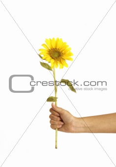 Hands holding a sunflower