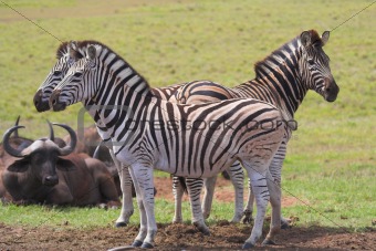Zebra & Buffalo