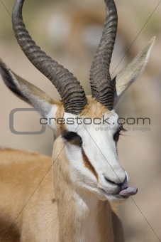 Headshot of Springbok with it's tongue out