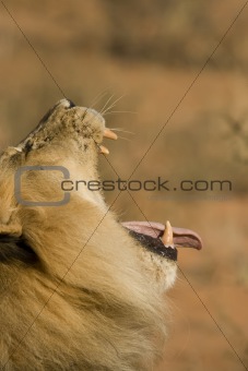 Lazy Lion yawning with it's tongue out