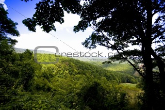 Fine forest valley