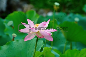 Single lotus flower among the pads (lotus leave)