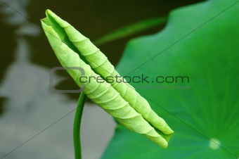 Curly lotus leaf