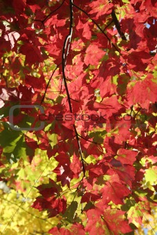 Red and yellow autumn leaves