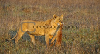 Lioness with prey.