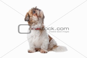 Shih Tzu in front of a white background