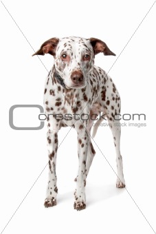 blind and old Dalmatian stading in front of white background
