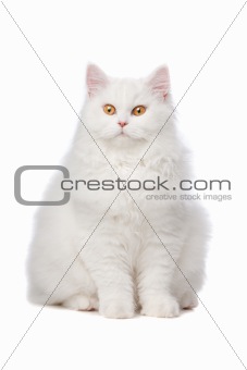 White cat with yellow eyes. On a white background