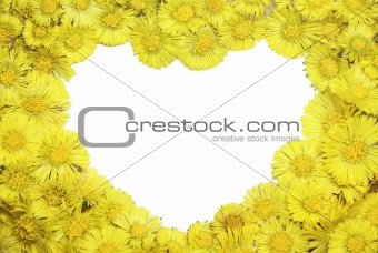 Coltsfoot’s frame